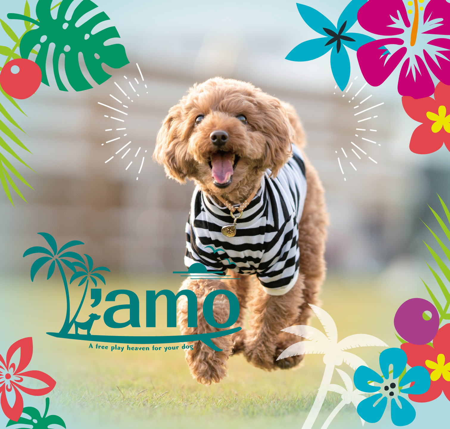 ハワイアンドッグラン'amo