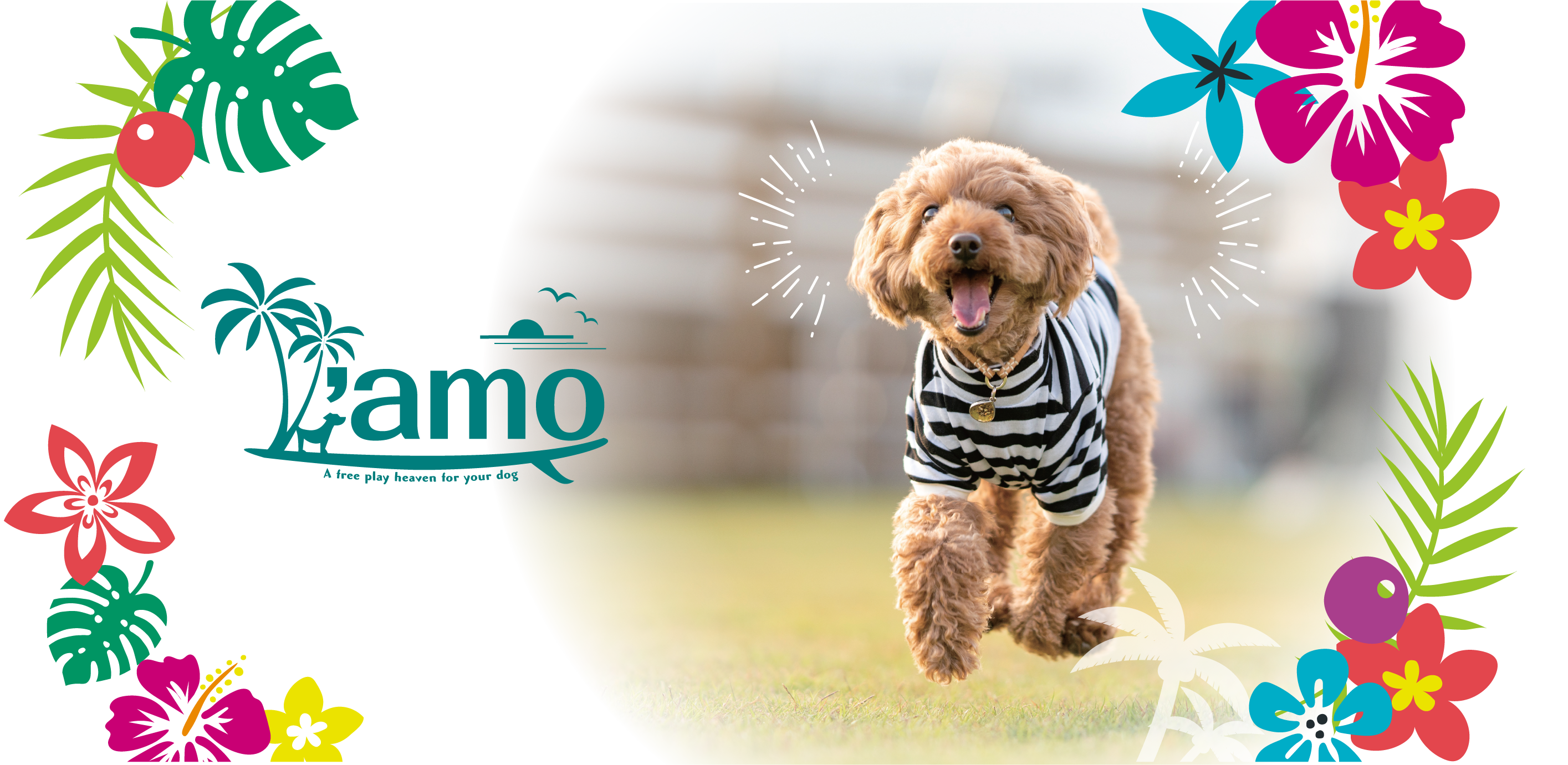 ハワイアンドッグラン'amo